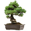 Pinus parviflora, 41 cm, ca. 40 Jahre alt, mit einem Wurzelansatz von 11 cm