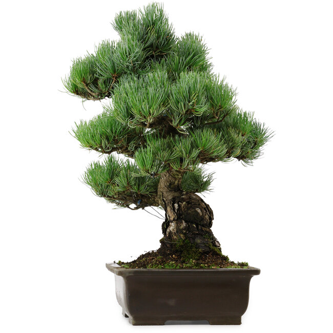 Pinus parviflora, 46 cm, ± 40 anni, con nebari di 13 cm