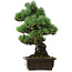 Pinus parviflora, 46 cm, ± 40 anni, con nebari di 13 cm