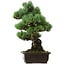 Pinus parviflora, 46 cm, ± 40 years old, with a nebari of 13 cm
