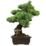 Pinus parviflora, 41 cm, ± 40 anni, con nebari di 11 cm