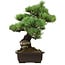 Pinus parviflora, 41 cm, ± 40 years old, with a nebari of 11 cm
