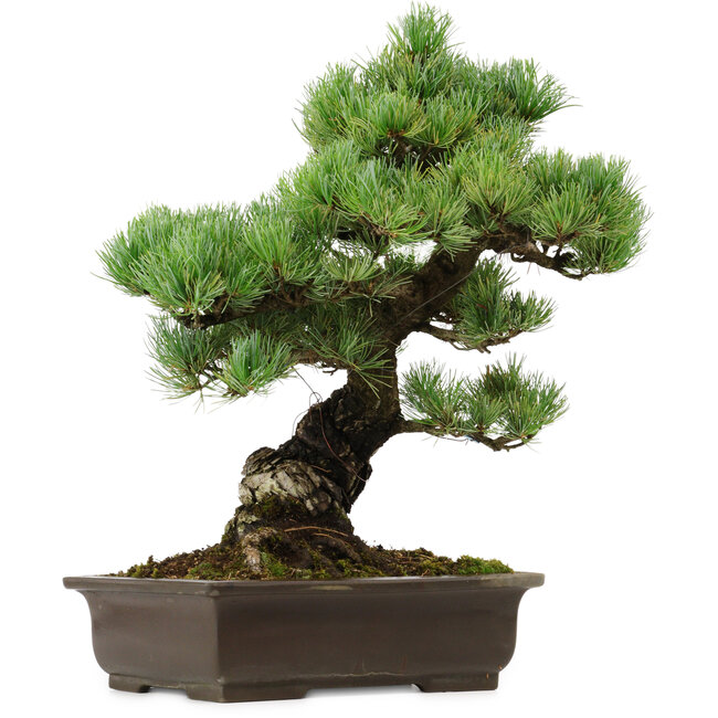Pinus parviflora, 41 cm, ± 40 años de edad, con un nebari de 11 cm.