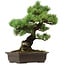 Pinus parviflora, 41 cm, ± 40 years old, with a nebari of 11 cm