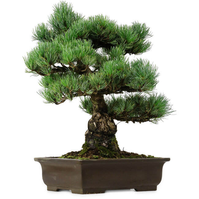 Pinus parviflora, 46 cm, ± 40 Jahre alt, mit einem Wurzelansatz von 13 cm
