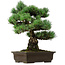 Pinus parviflora, 46 cm, ± 40 ans, avec un nebari de 13 cm