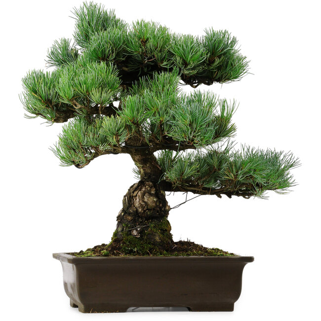 Pinus parviflora, 46 cm, ± 40 anni, con nebari di 13 cm