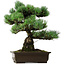 Pinus parviflora, 46 cm, ± 40 jaar oud, met een nebari van 13 cm