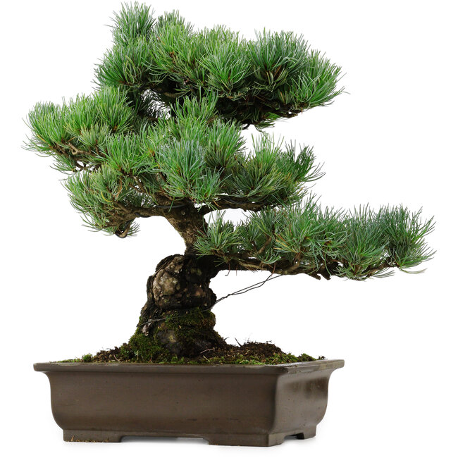 Pinus parviflora, 46 cm, ± 40 años de edad, con un nebari de 13 cm.