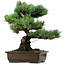 Pinus parviflora, 46 cm, ± 40 ans, avec un nebari de 13 cm