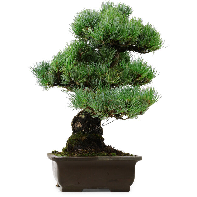 Pinus parviflora, 46 cm, ± 40 Jahre alt, mit einem Wurzelansatz von 13 cm