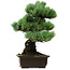 Pinus parviflora, 46 cm, ± 40 ans, avec un nebari de 13 cm