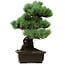 Pinus parviflora, 46 cm, ± 40 years old, with a nebari of 13 cm