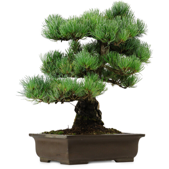 Pinus parviflora, 46 cm, ± 40 years old, with a nebari of 13 cm