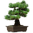 Pinus parviflora, 46 cm, ± 40 ans, avec un nebari de 13 cm