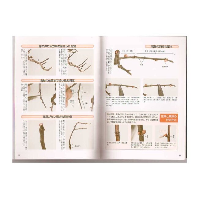 Prunus mume