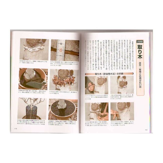 Manuale dei bonsai di Acer