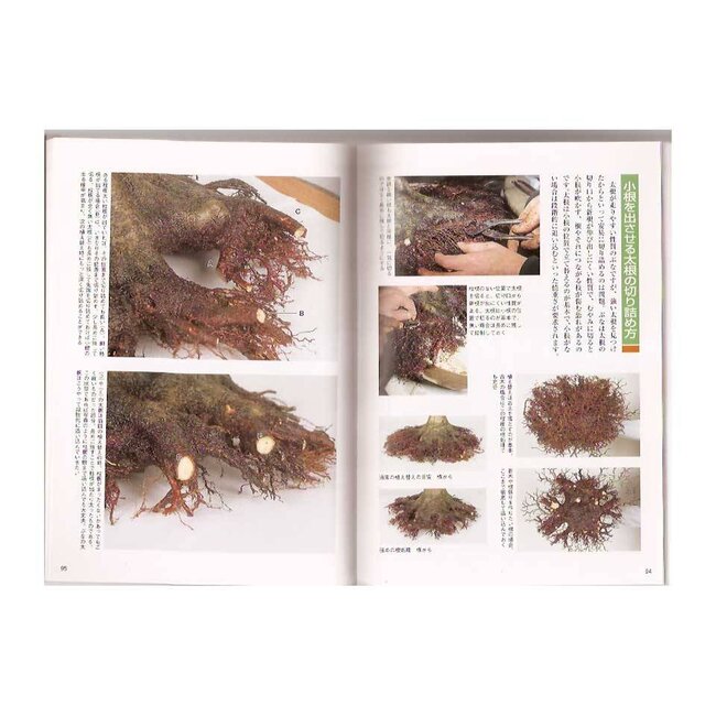 Acer bonsai handboek