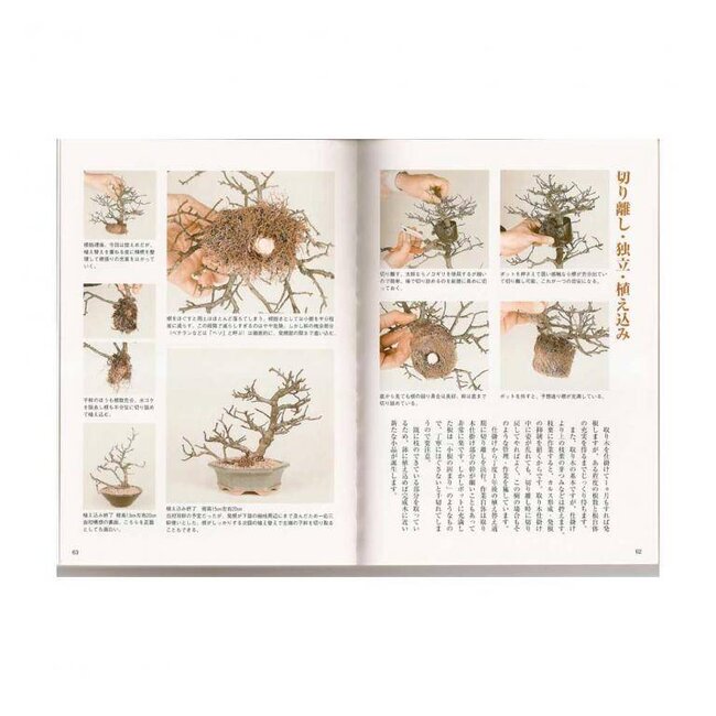 Manuel du bonsaï Ilex