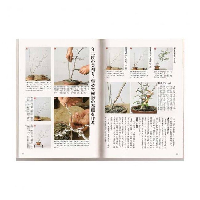 Ilex Bonsai Handbuch