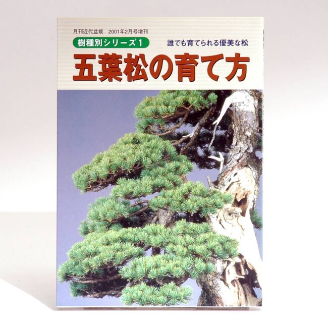 Pinus penthaphylla
