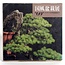 Kokufu Bonsai Ausstellungskatalog Nr. 69 – 1995