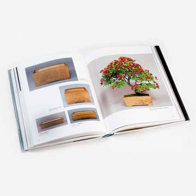 The Beauty of Pots and Bonsai