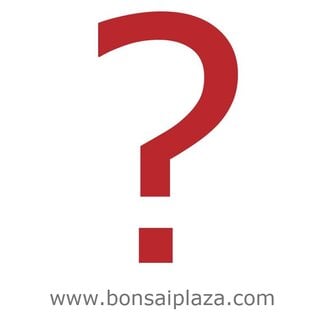 ¿Buscas ese árbol bonsái especial?