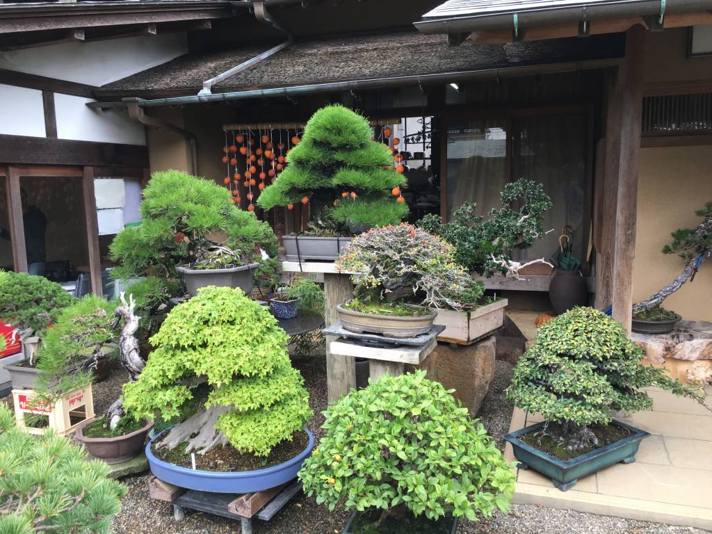 Albero bonsai artificiale arancione in ristorante giapponese con