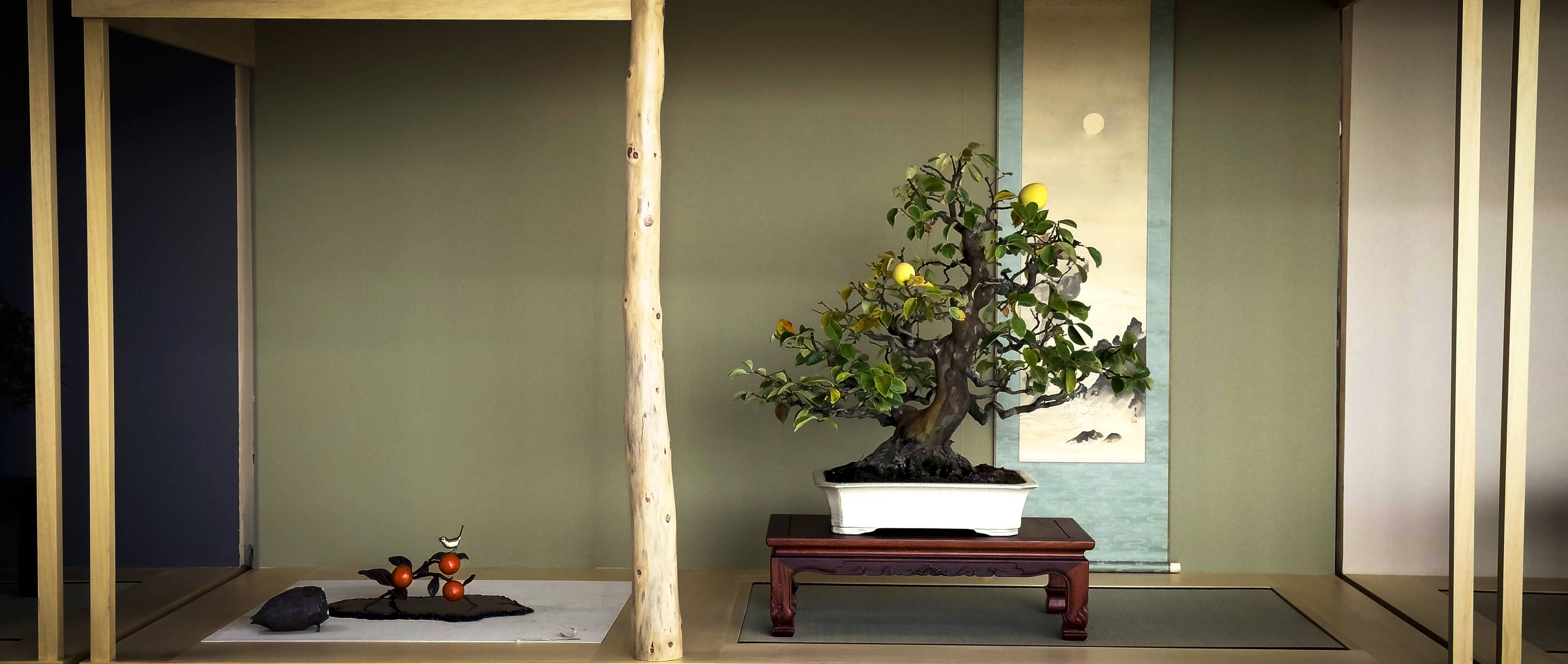 Regalos cuidados para amantes del bonsái