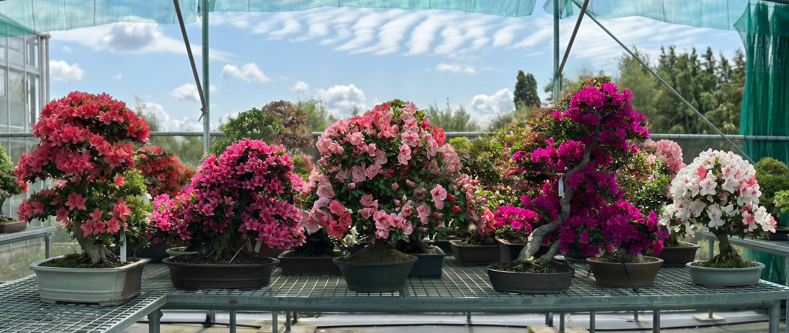 An exceptional weekend among flowering azaleas