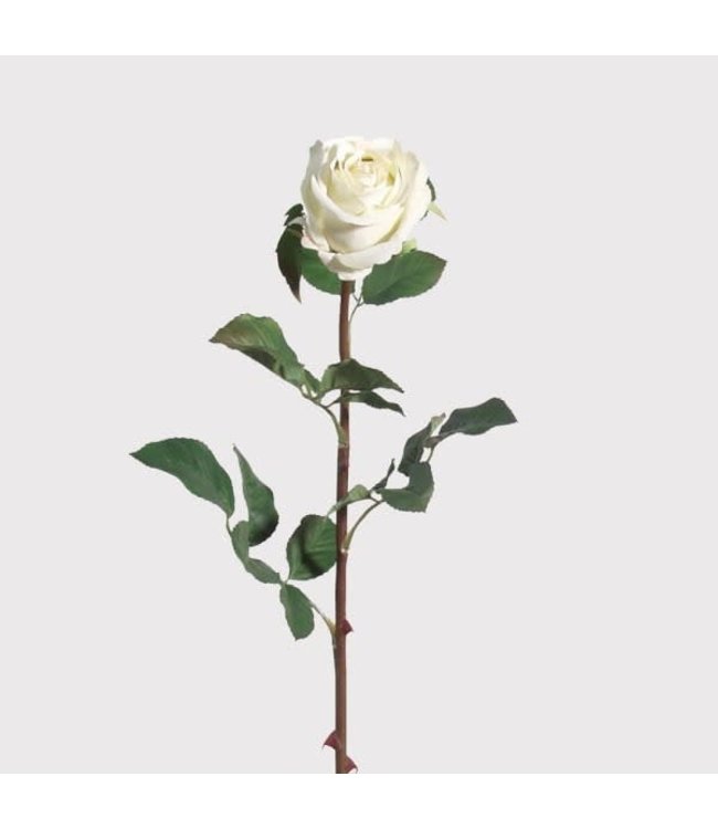 Classic white rose
