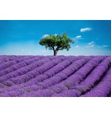 Fotobehang - Provence - 366 x 254 cm - multi