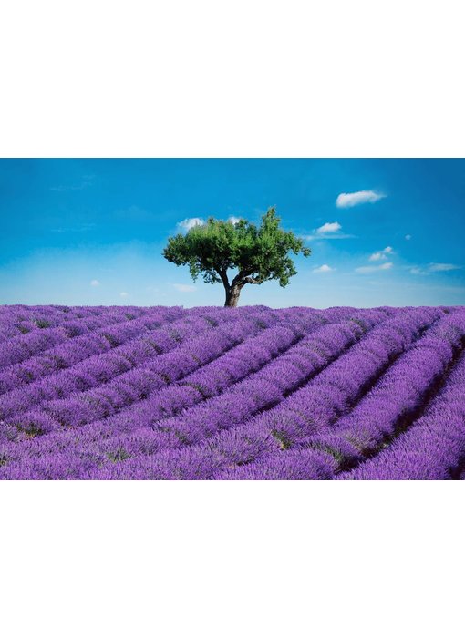 Fotobehang Provence 366x254 cm