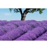 Fotobehang - Provence - 366 x 254 cm - Multi