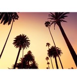 Fotobehang Californie Palm arbres fond d'écran