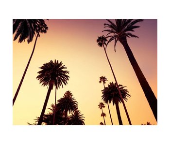 Fotobehang California Palm bomen 315 x 232