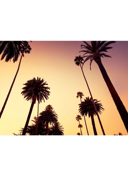 Fotobehang California Palm trees wallpaper