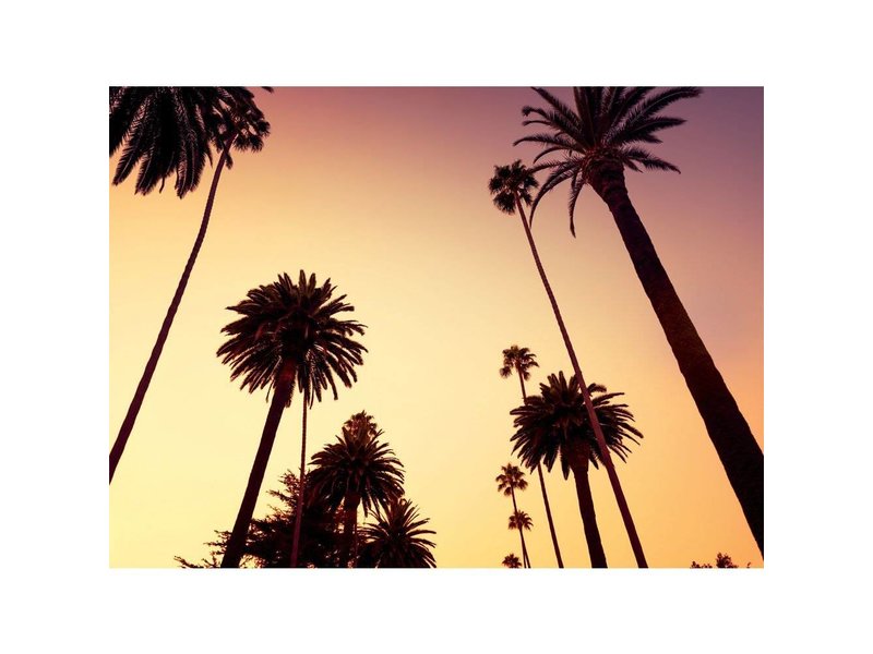 Fotobehang California Palm bomen - 315 x 232 cm - Multi