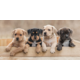 Beach towel Puppies 70 x 140 cm