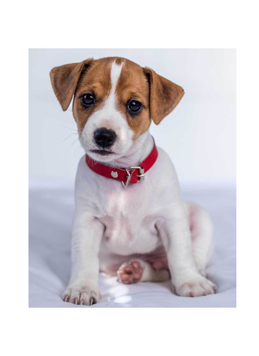 Animal Pictures Fleece deken Jack Russell Terrier 120 x 150 cm