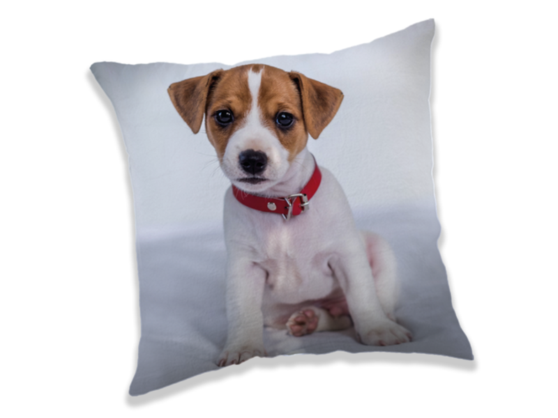 Animal Pictures Coussin Puppy - 40 x 40 cm - Polyester