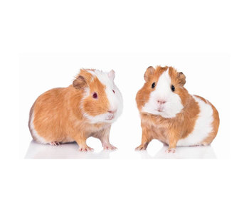 Animal Pictures dekbedovertrek Cavia 140 x cm - 70 90 cm Katoen - SimbaShop.nl