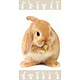 Drap de plage Lapin 70 x 140 cm Coton