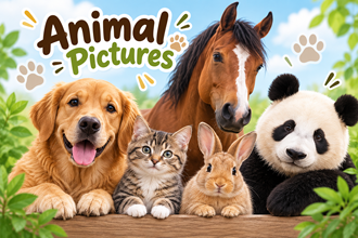 Animal Pictures