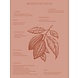Chocolat Essentiel Wellness Chocolade | Jasmijn - warmte & sensualiteit Chocolat Essentiel Wellness Chocolade | Jasmijn - warmte & sensualiteit