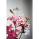 niko niko Throw and Grow confetti - mixed colors niko niko Throw and Grow confetti - mixed colors