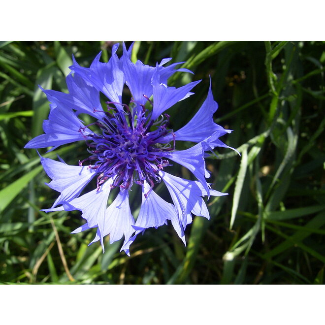 Gebreide handdoek Cornflower Blue (H159)