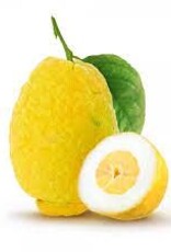 Cedro