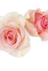 Rozen